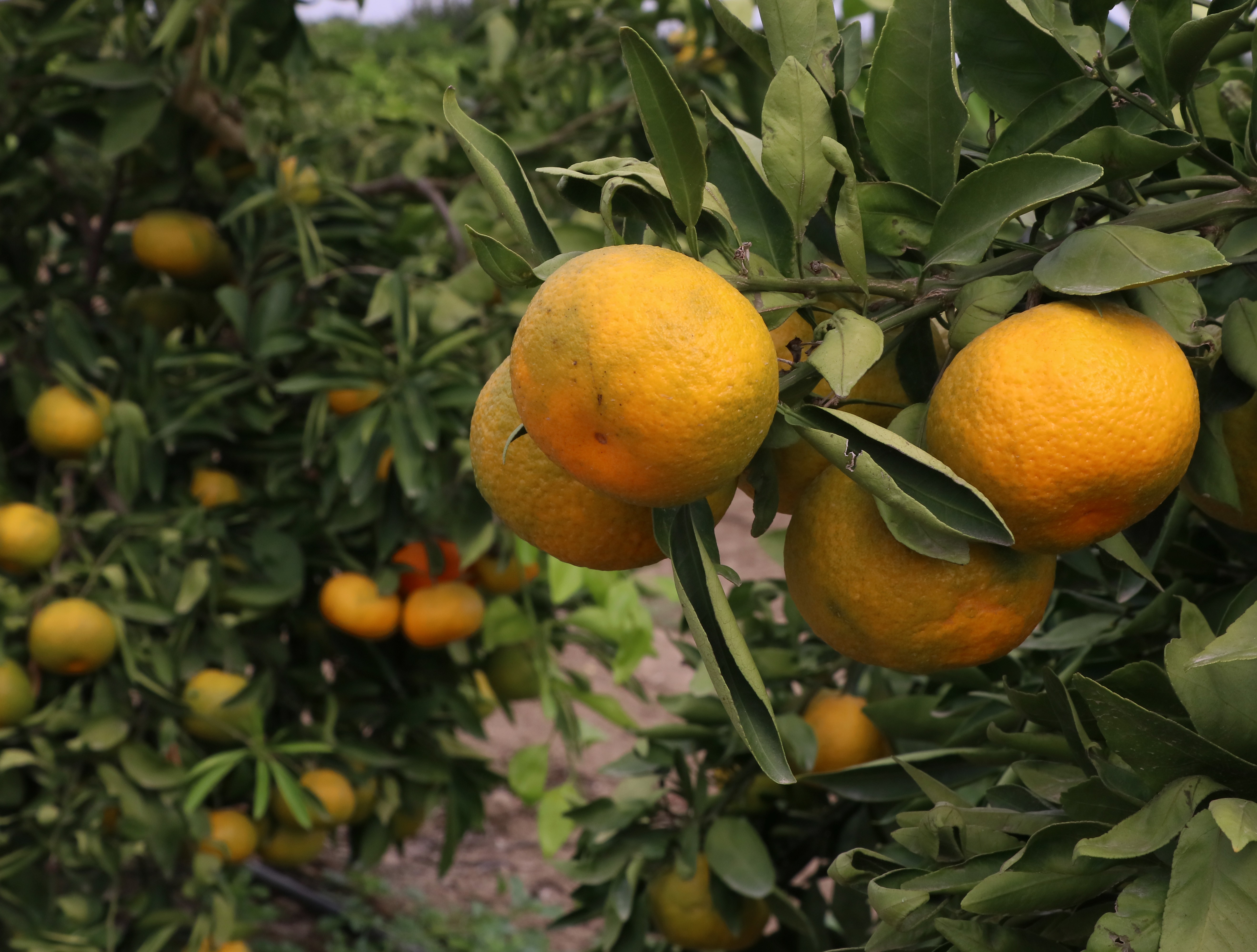 İhracatlık mandalina hasadı başladı