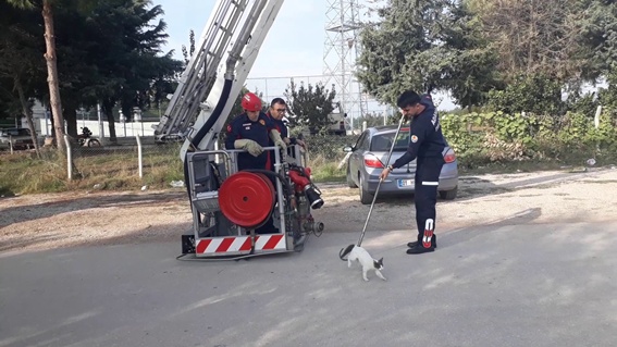 Ağaçta mahsur kalan kediyi itfaiye kurtardı