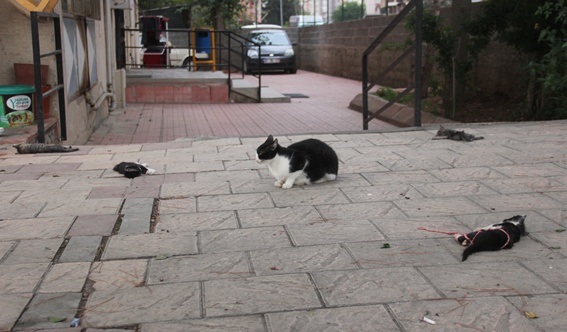 Anne vicdanı!