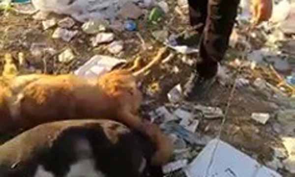 Ayakları bağlı halde ölmüş iki köpek bulundu