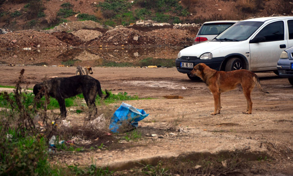Okul yolunda köpek dehşeti