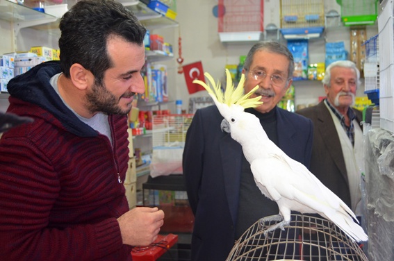 Papağana 42. yaş günü kutlaması