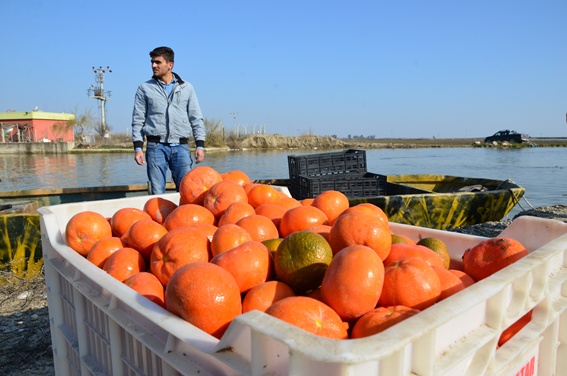 Kayıkla mandalina hasadı!