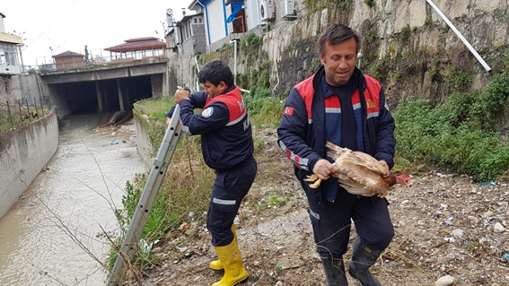Tavuk kurtarma operasyonu