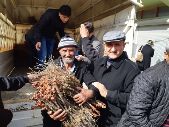 Toroslar üzüm diyarına dönüşüyor