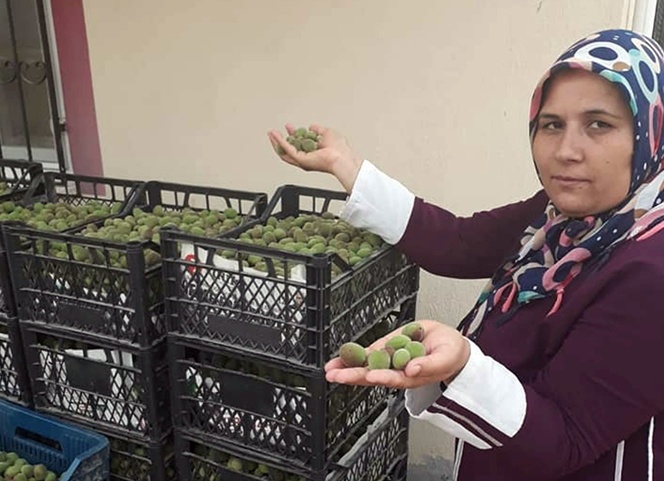 Kayısı çağlasının kilosu 10 lira