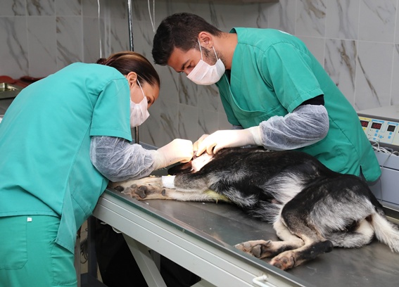 Sokak köpeklerine belediye sahip çıkıyor