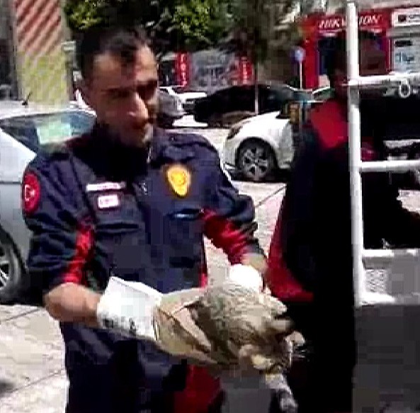 Kedi kurtarma operasyonu