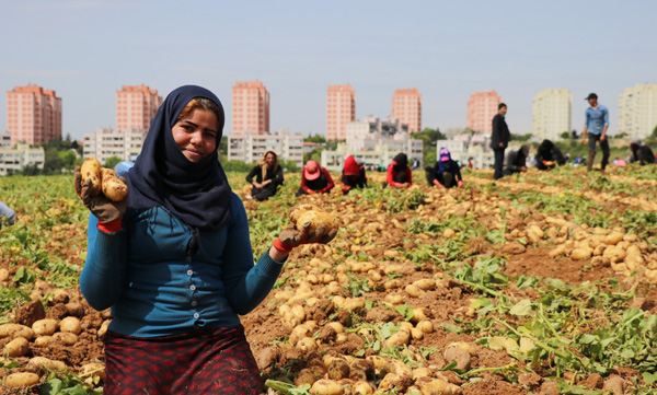 Adana'da patates hasadı başladı