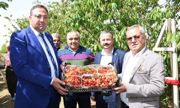 Çukurova'da kiraz hasadı başladı
