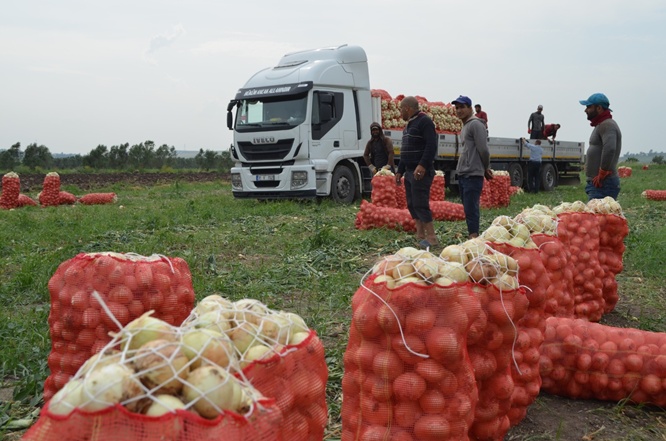 Soğan tarlada 1 liraya kadar düştü