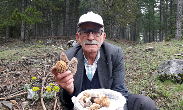 Altın değerinde mantar: Kuzugöbeği