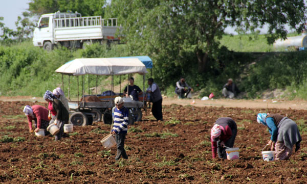 Dar gelirli aileler başağa hücum etti