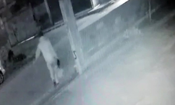 Spor çantasıyla 18 tavuğu böyle çaldı