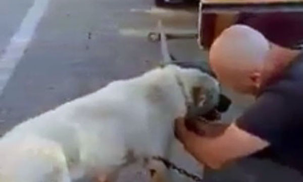 Zincirle bağlanarak sürüklenen köpek kanlar içinde kaldı