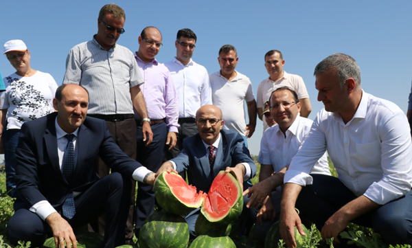 Adana, yılda 1 milyon ton karpuz üretiyor