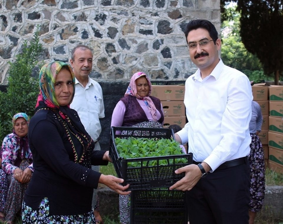 Kadın çiftçilere biber fidesi dağıtıldı