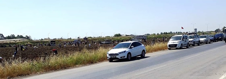 Bedava patates trafiği