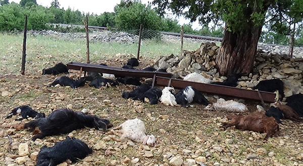 Mersin’de üzerine yıldırım düşen 40 hayvan telef oldu