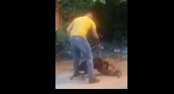 Köpeğine sokak kedisini böyle parçalattı