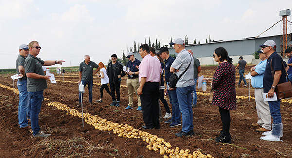 Türkiye’nin yerli ve milli patatesi