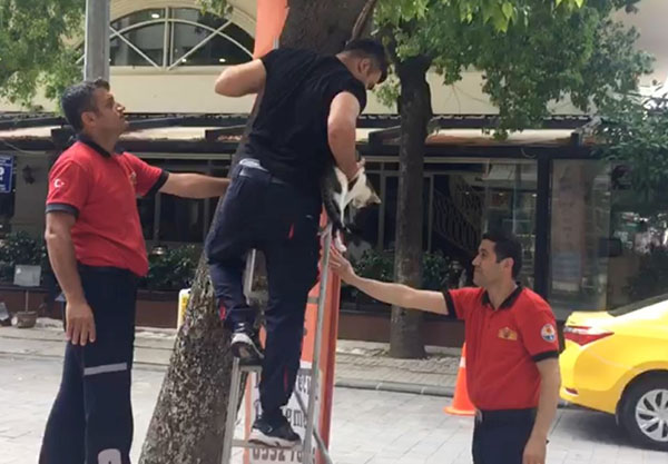 Ağaçta mahsur kalan kediyi CANKUR ekibi kurtardı