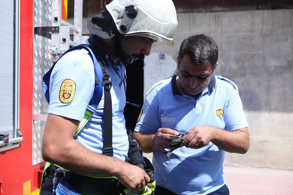 'Ebabil' operasyonu