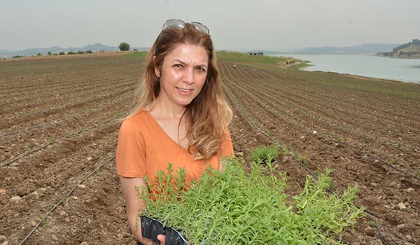 Adana ‘Lavanta’ kokacak