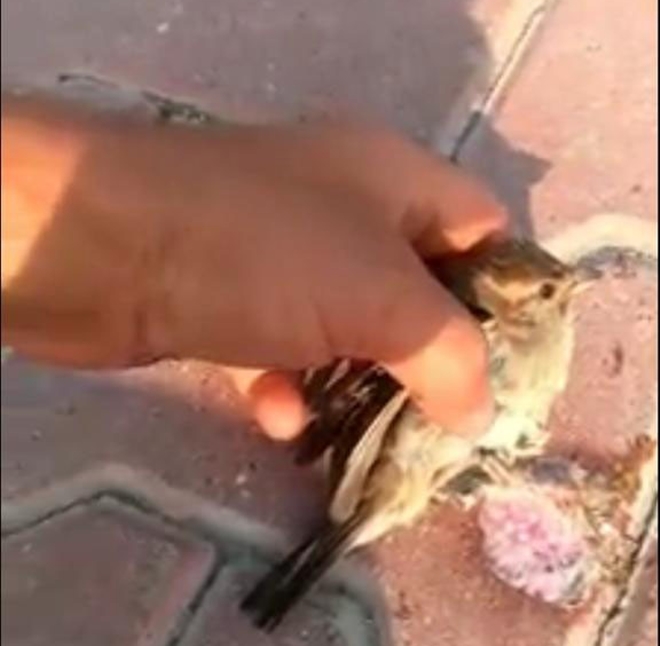Ayağı yere atılan sakıza yapışan kuşu kurtardı
