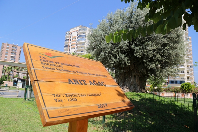 Bin 500 yıllık ‘anıt ağaç’ zeytin verdi