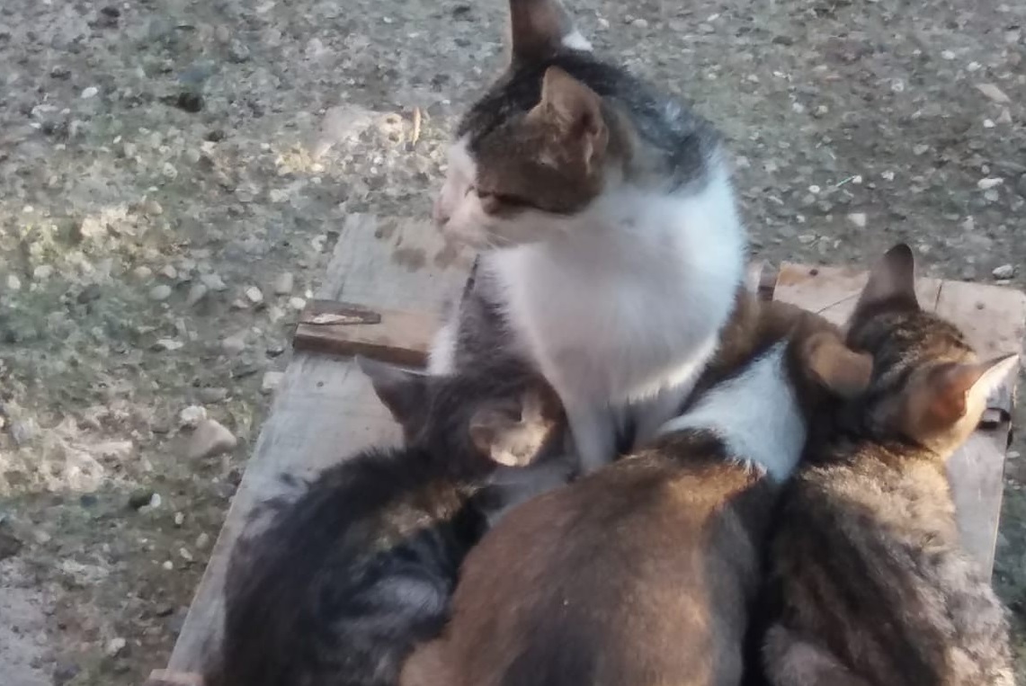 Yavru köpeği kedi sahiplendi