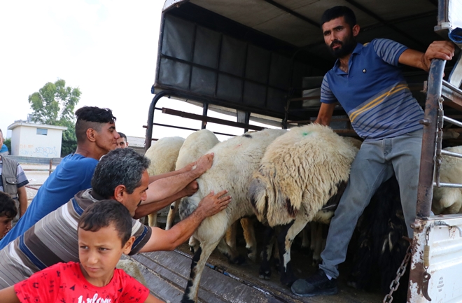 Adana’da kurbanlıklar satışa çıktı