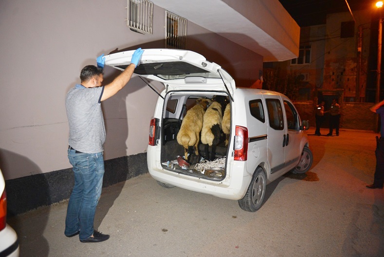 Koyunlara bırakıp kaçtılar