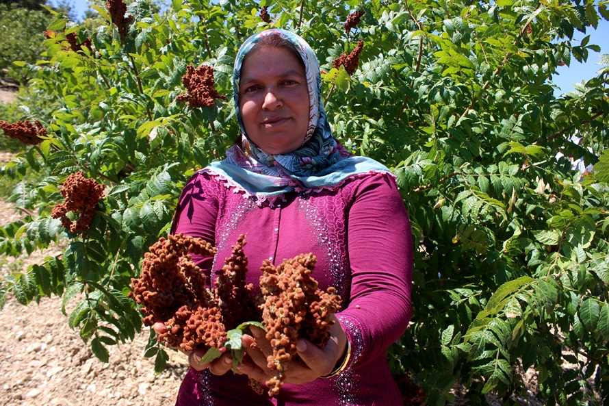 Sumak hasadı başladı