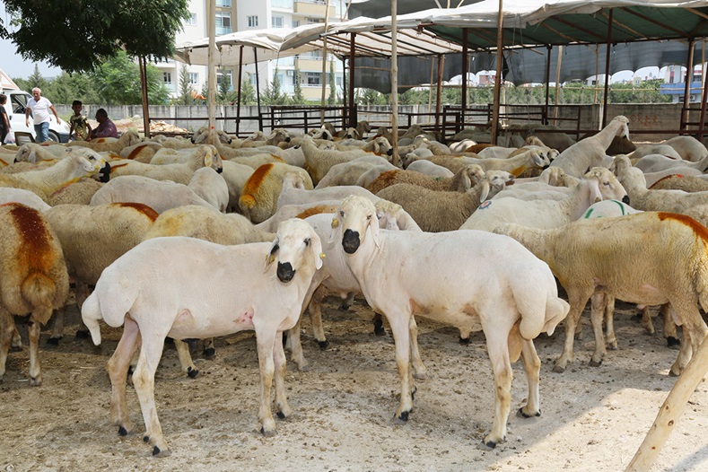 YÜREĞİR'DE KURBAN KESİM VE SATIŞ YERLERİ