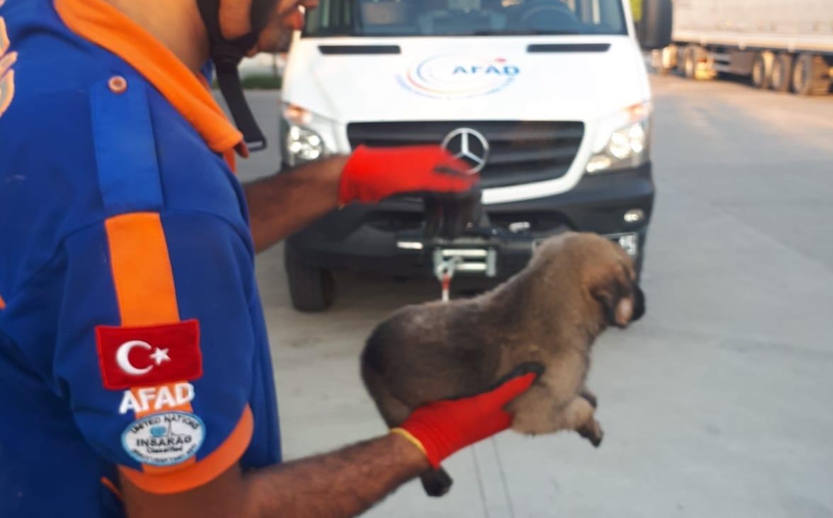 Yavru köpek kurtarma operasyonu