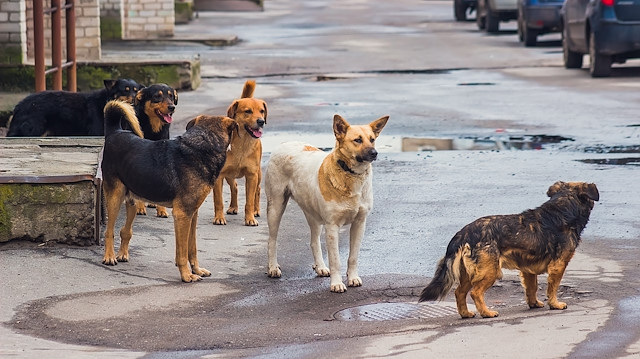 Sokaklar köpek işgali altında!