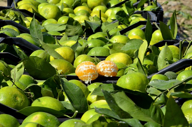 Kaşıkçı cinayeti sonrası narenciyede