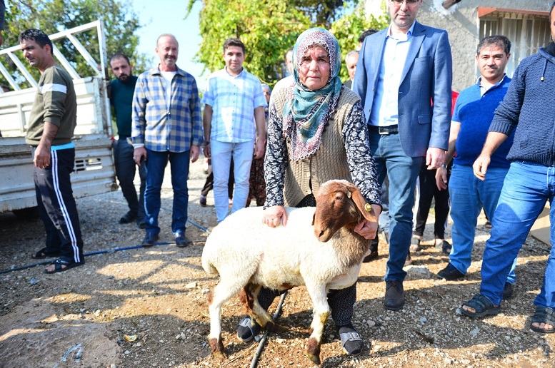 Koyunları çalınan Ayşe teyzenin gözyaşları dindi
