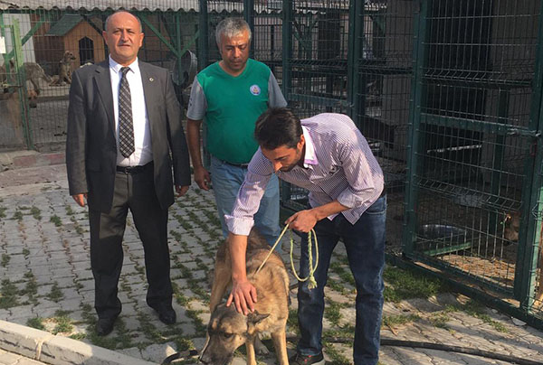 Kozan'da sokak köpekleri kısırlaştırılıyor