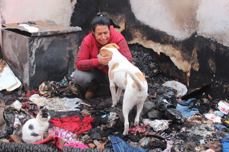 15 kedi ve 2 köpeğiyle evsiz kaldı