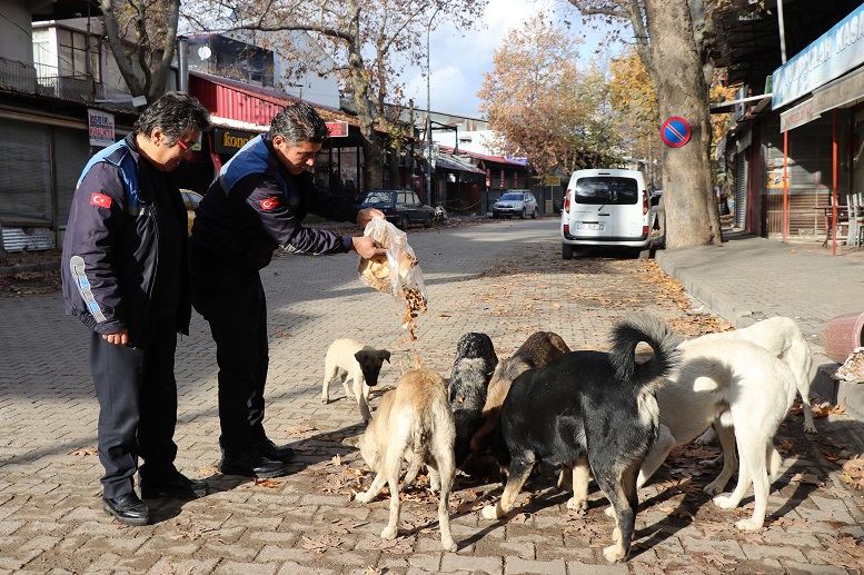 POZANTI BELEDİYESİ SOKAK KÖPEKLERİNİ BESLİYOR