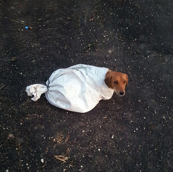 Hamile köpeği çuvala koyup yola attılar