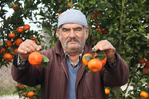 Mandalina kış ortasında çiçek açıp meyve verdi
