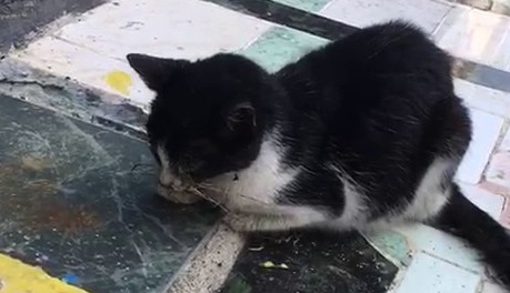Kediyi kaldırıma yapıştırdılar!