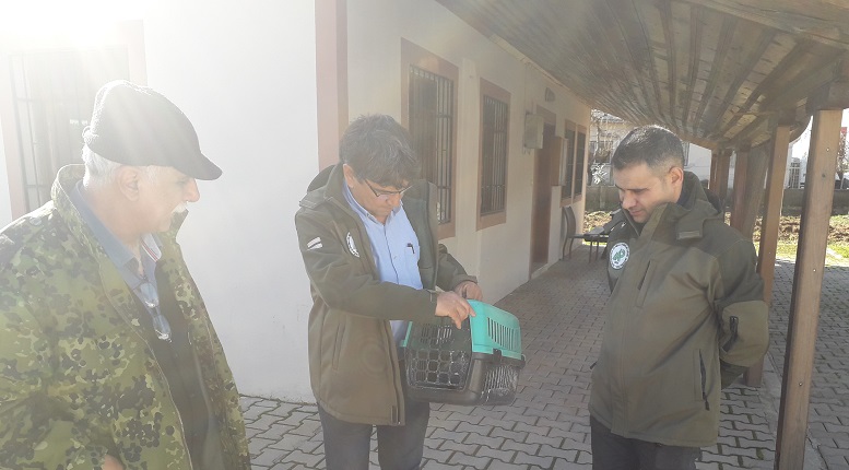 Yaralı atmaca tedavi edildi
