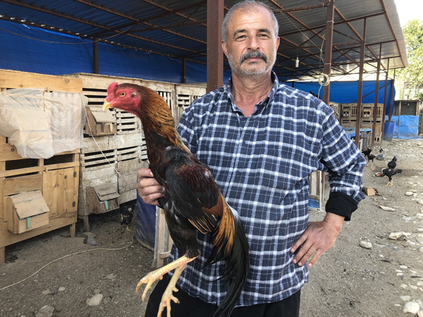 Araba fiyatına horozlar, Arap ülkelerinin gözdesi oldu