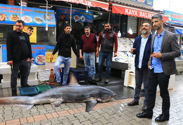 200 kilogramlık köpek balığı ile fotoğraf yarışı