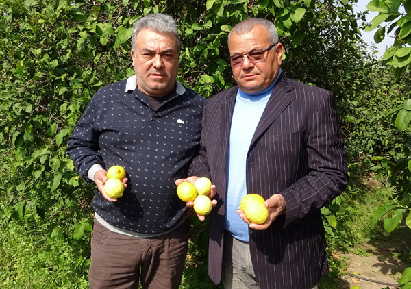 Korona, limon fiyatlarını fırlattı