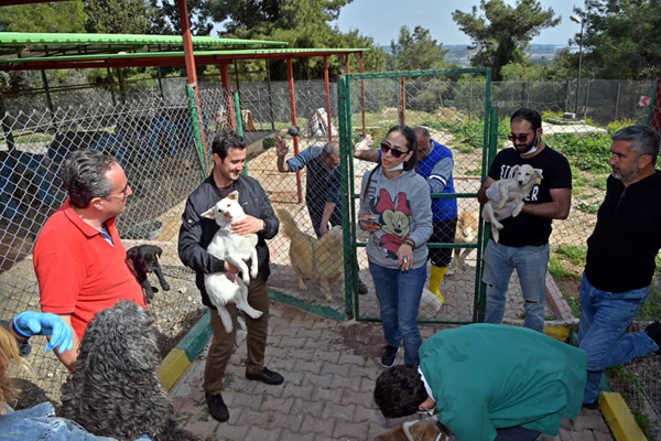 Kozan’da birbirini yiyen köpeklere Çukurova sahip çıktı